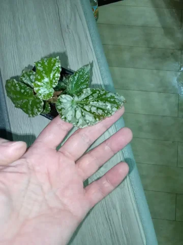 Бегония кейн том мент - частное объявление в Волгоград