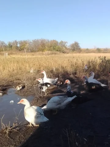 Продажа индоуток в Волгограде - Животные в Волгоград