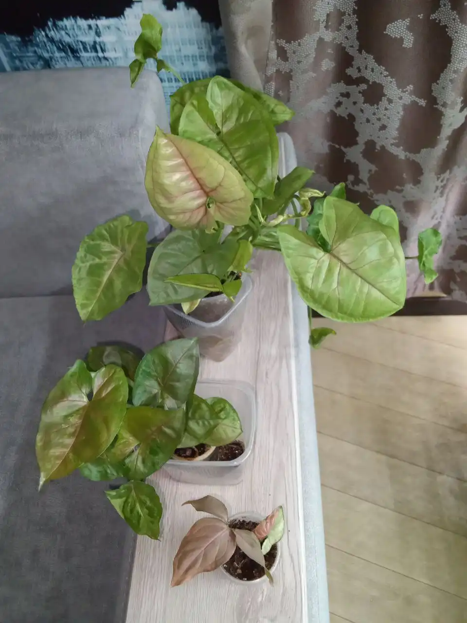 Набор сингониумов рассами наг, Тиффани, Пинк спот триколор