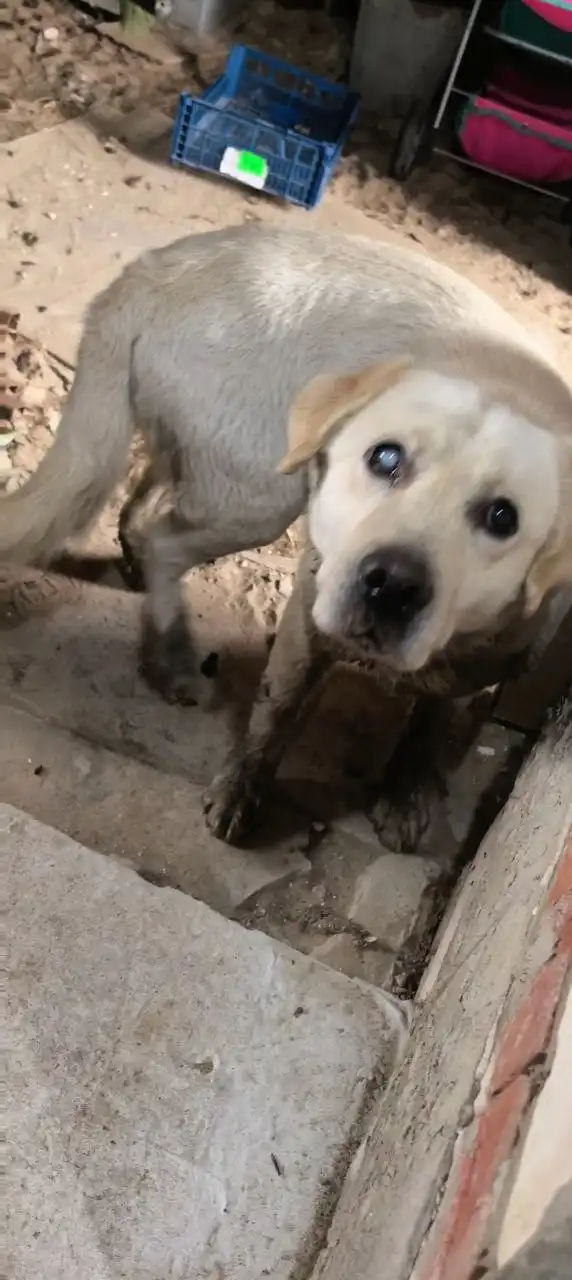 Найдена слепая собака породы лабрадор в Волгограде - Животные в Волгоград