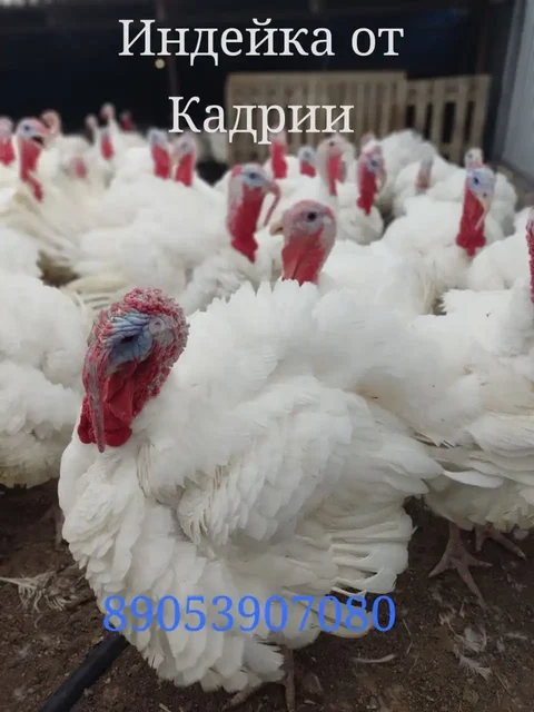 Домашняя индейка из Волгограда - частное объявление в Волгоград