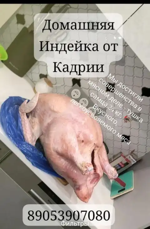 Домашняя индейка из Волгограда