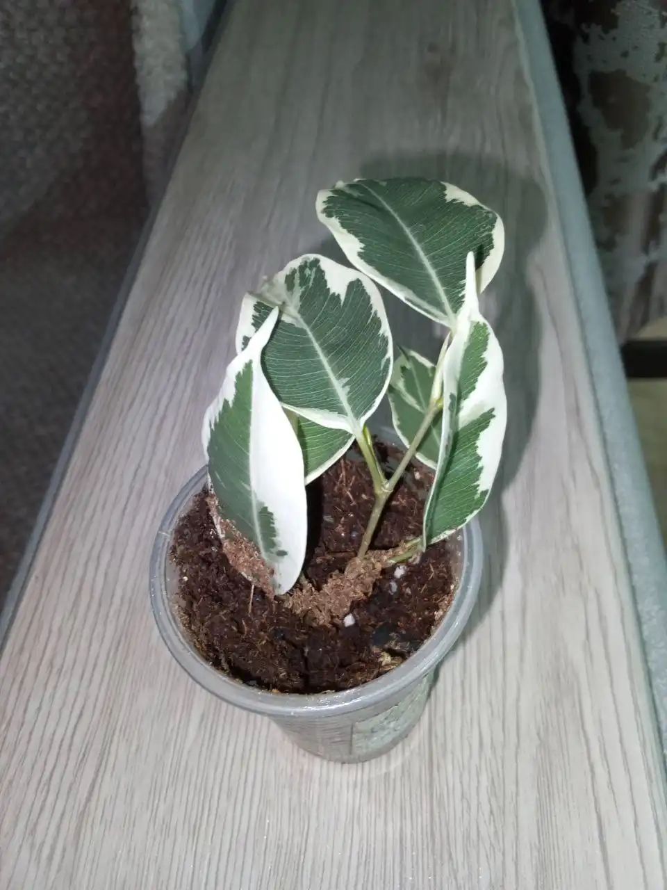 Фикус Дегантель