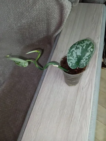 Сциндапсус Сильвер Леди тайский сорт - частное объявление в Волгоград