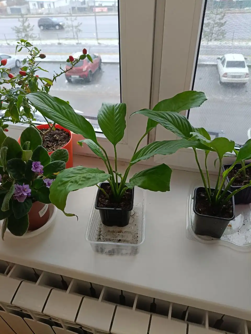 Продам спатифилум