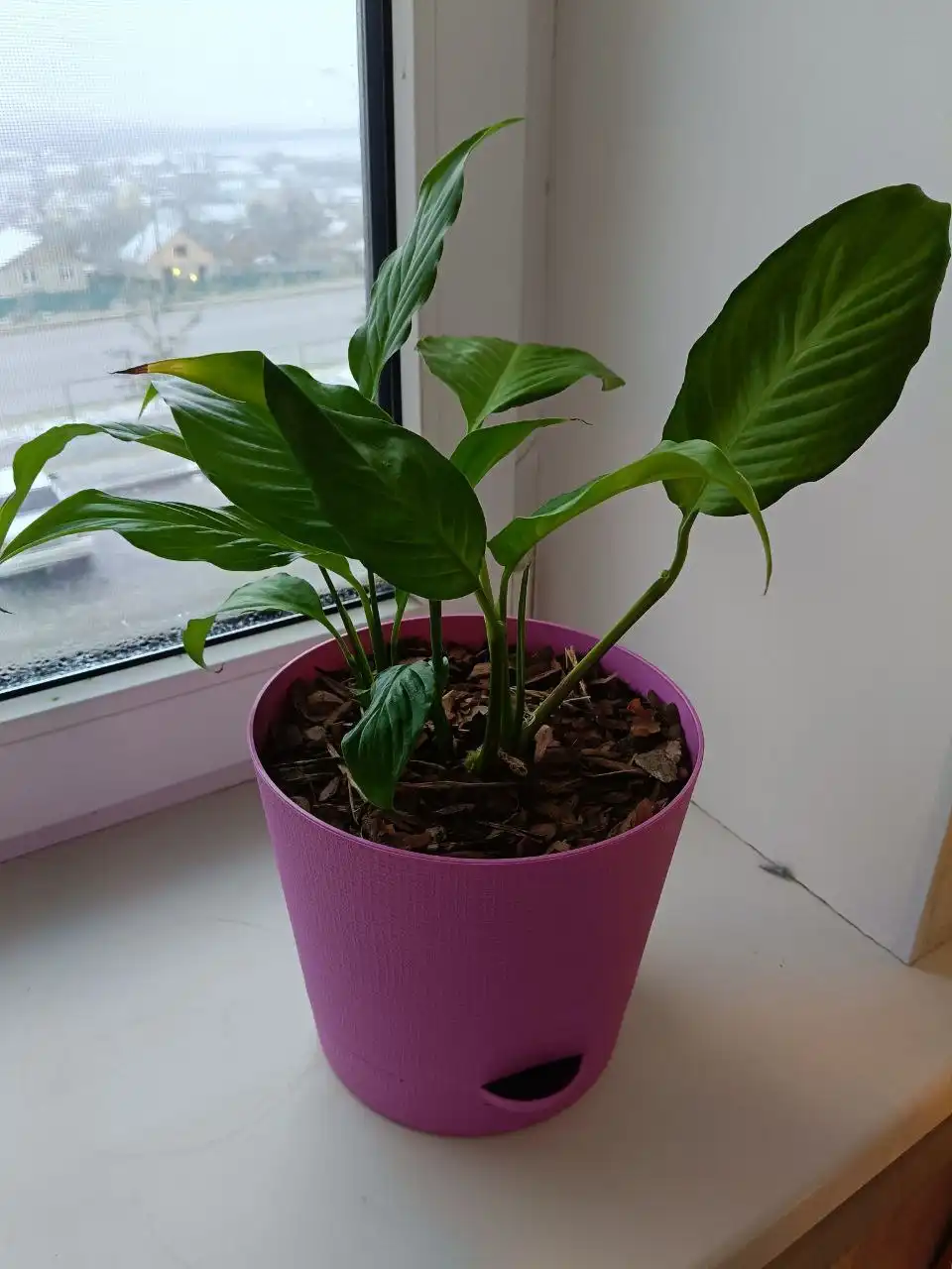 Продам спатифилум