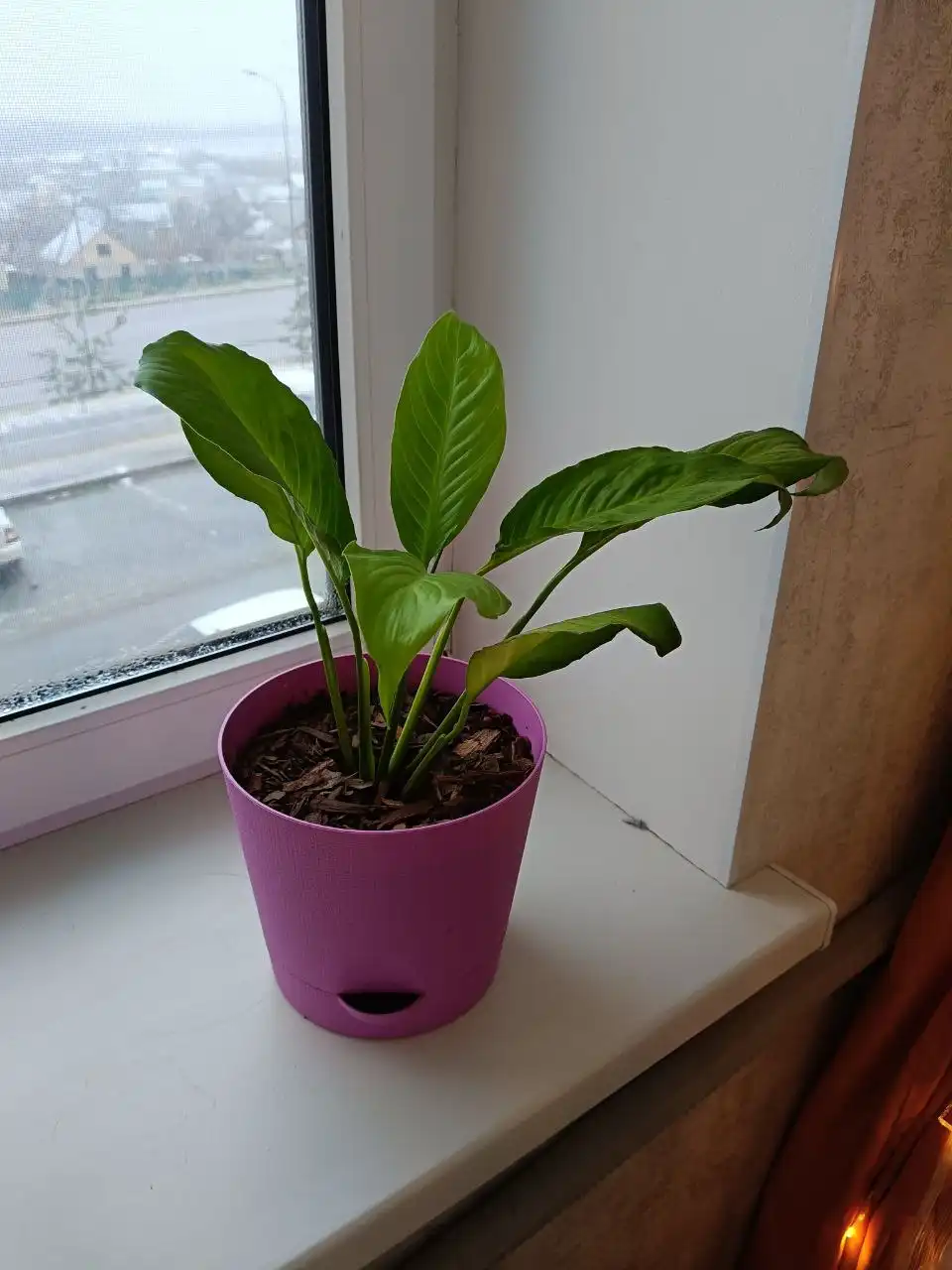 Продам спатифилум