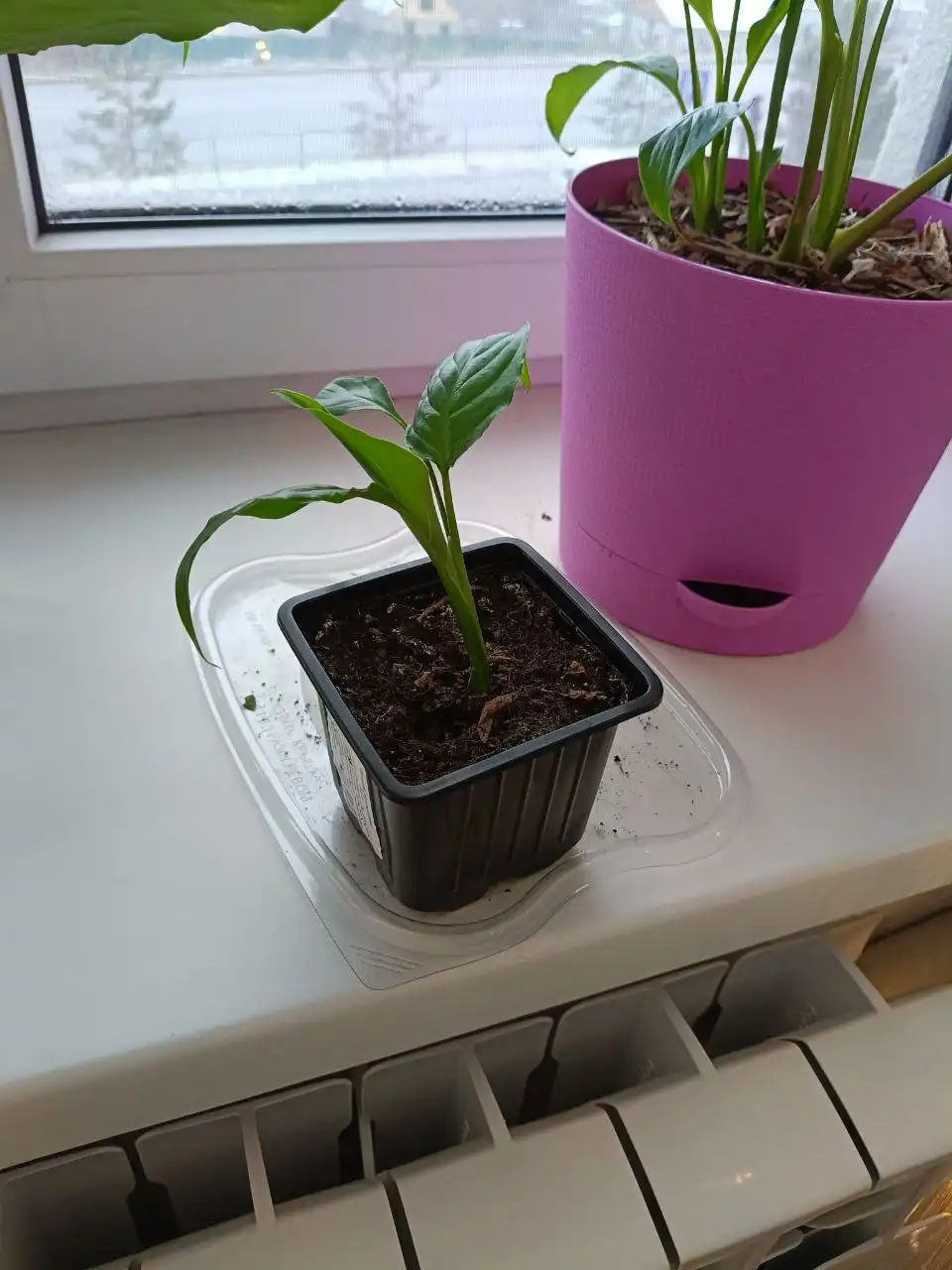 Продам спатифилум