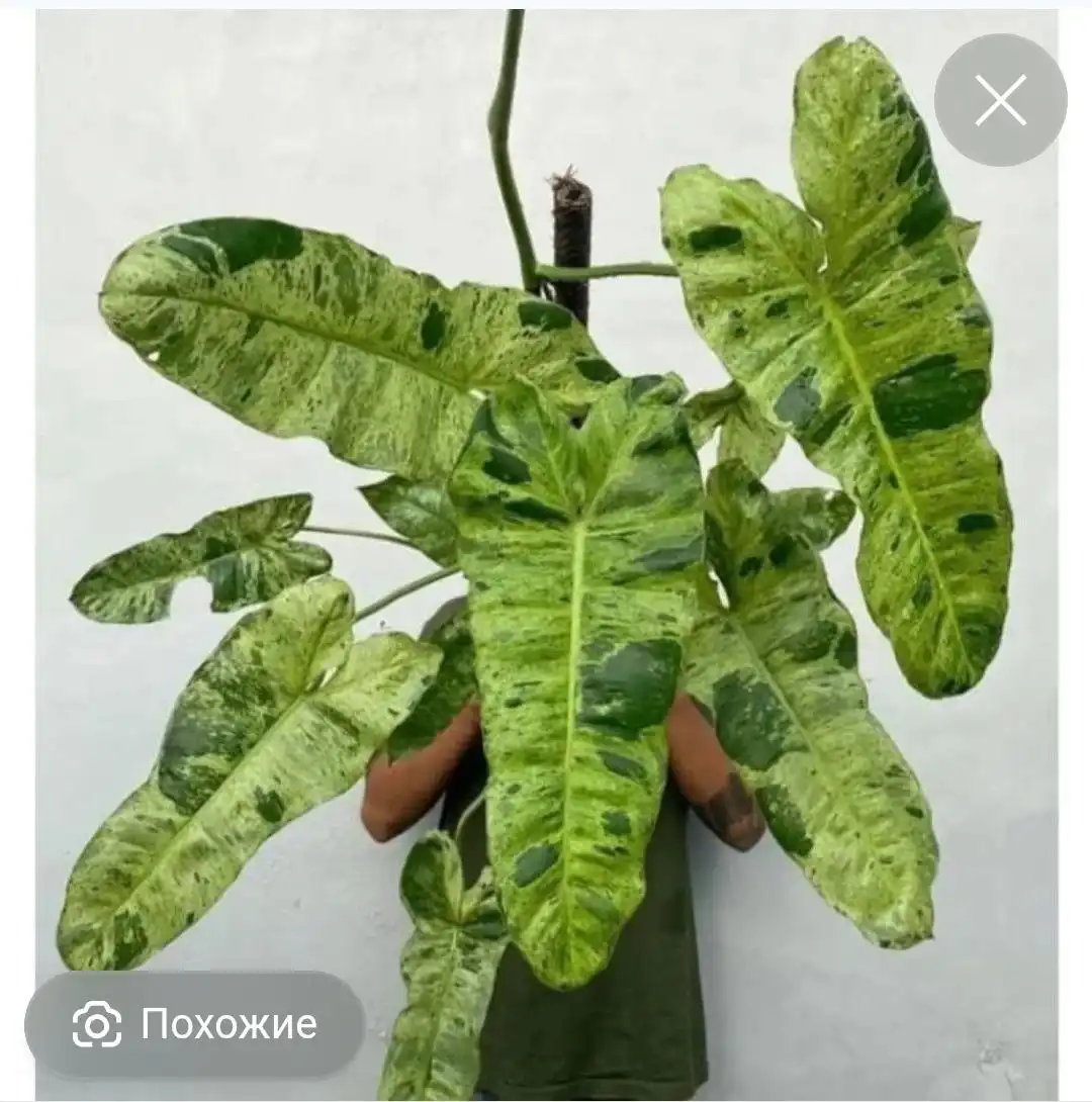 Продажа филодендрона биллитау вариегатного