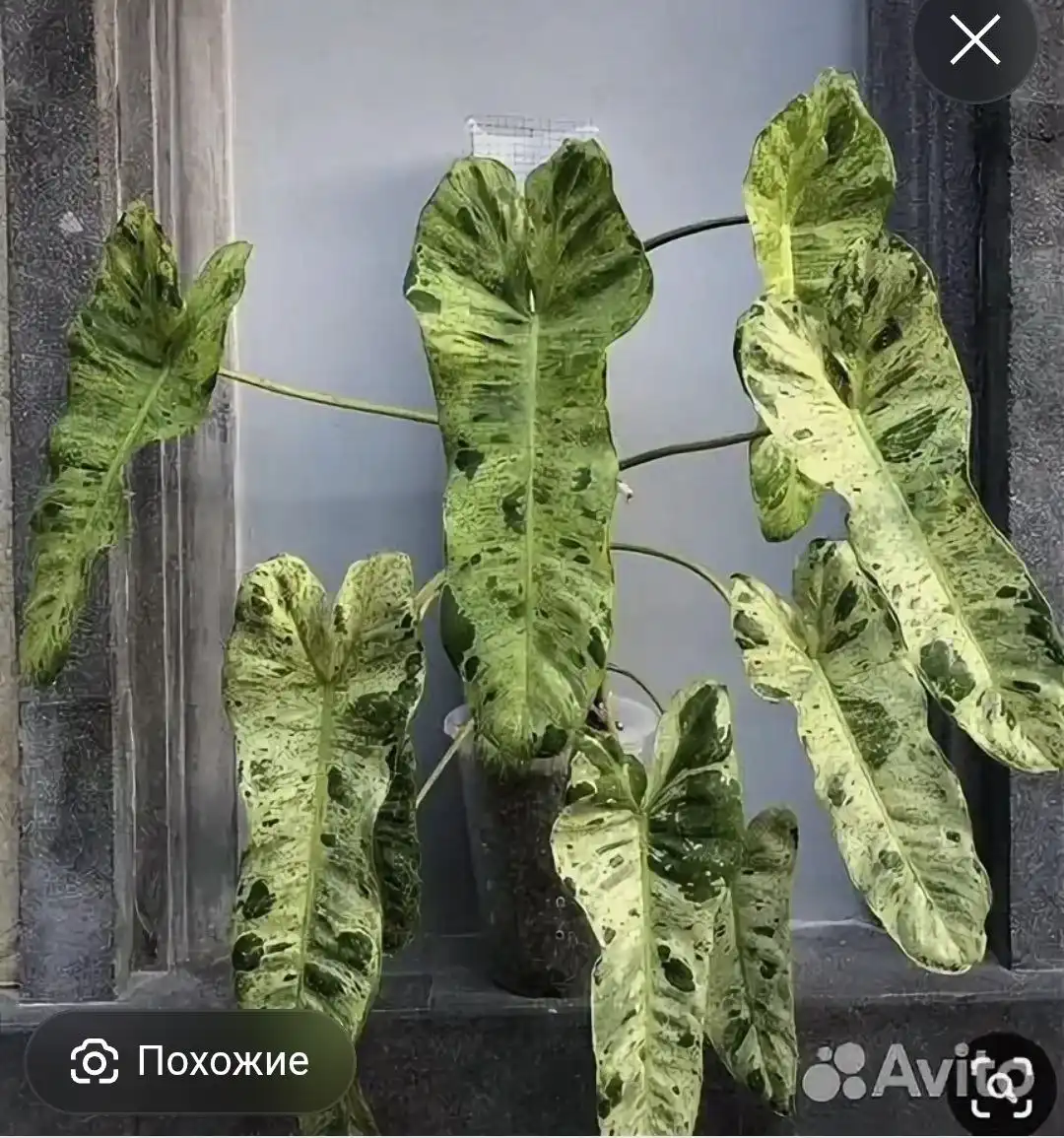 Продажа филодендрона биллитау вариегатного