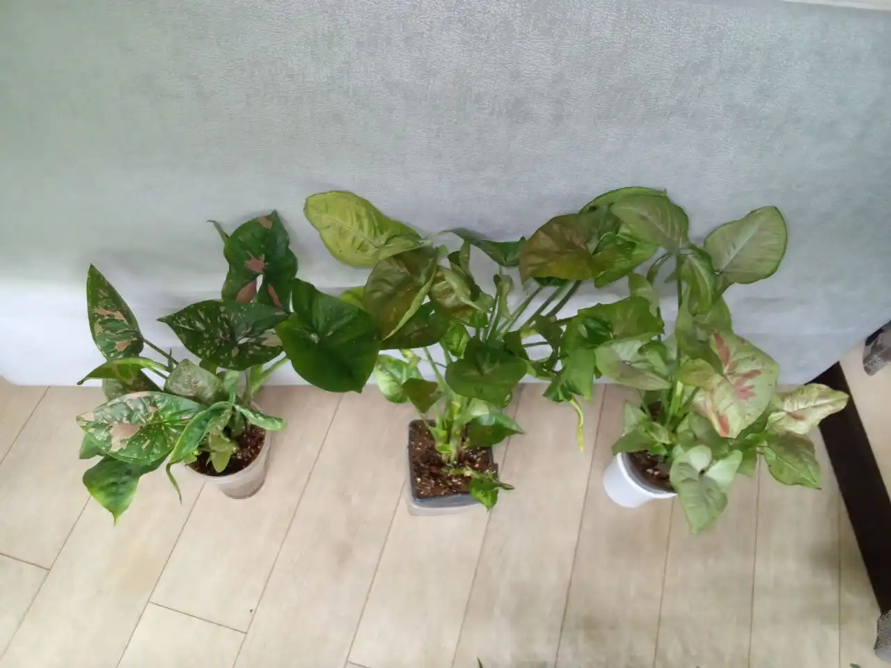 Набор сингониумов: конфетти, Тиффани, Пинк сплеш