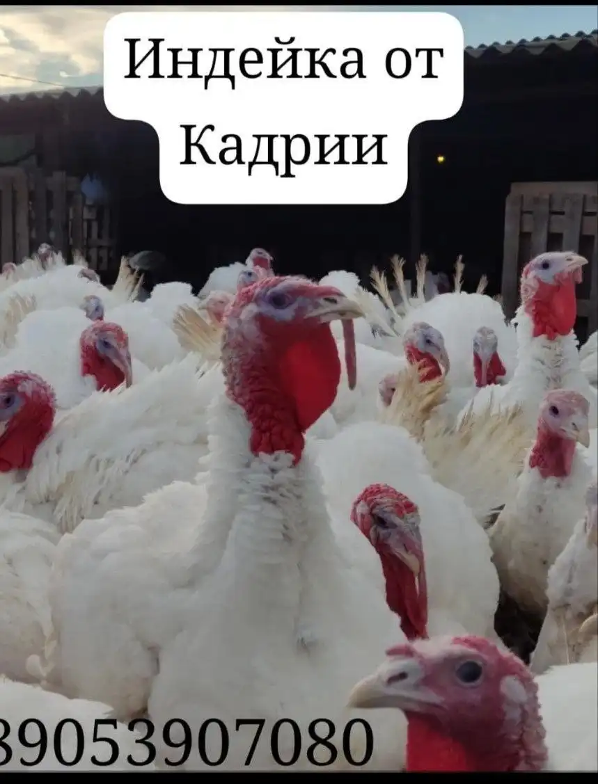 Домашняя индейка без антибиотиков и ГМО