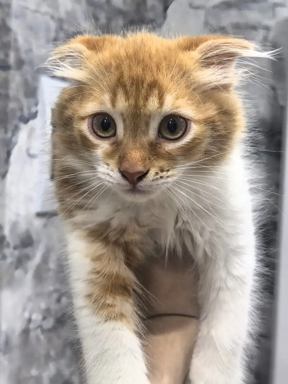 Отдам котенка в добрые руки