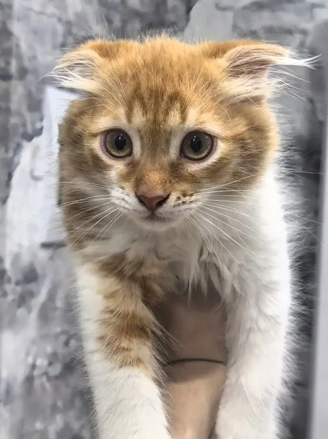 Отдам котенка в добрые руки - Животные в Волгоград