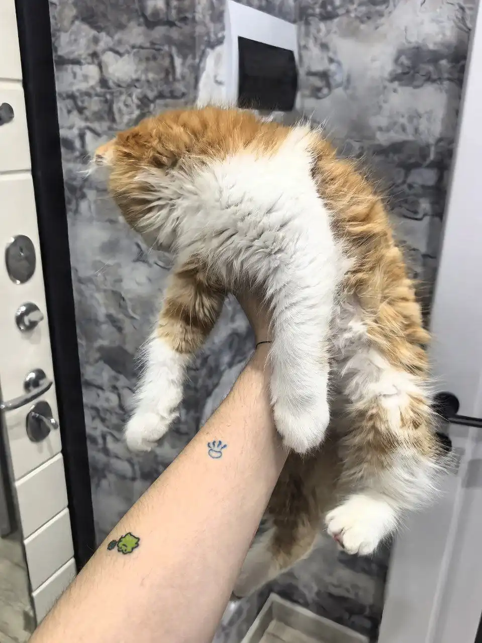 Отдам котенка в добрые руки