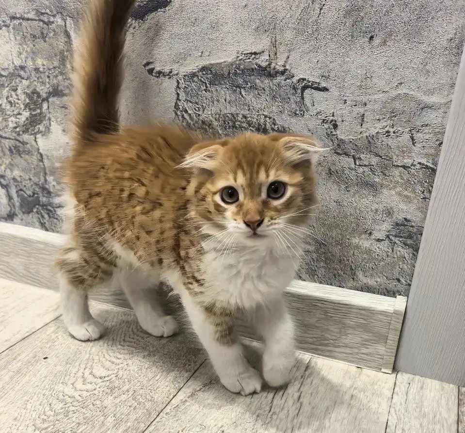 Отдам котенка в добрые руки