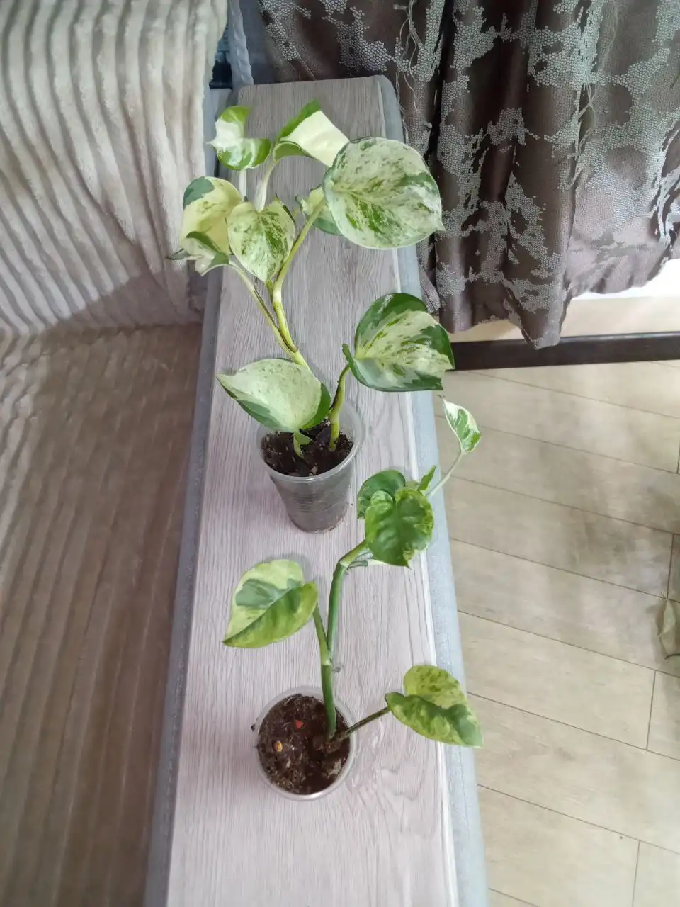 Набор сциндапсус Н-Джой, эпипремнум хеппи