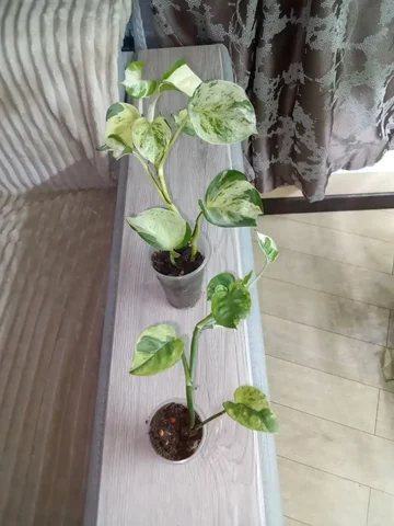 Набор сциндапсус Н-Джой, эпипремнум хеппи - Хобби и отдых в Волгоград