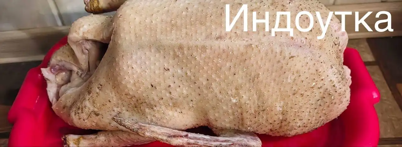 Продажа домашней птицы: гусь и индоутка