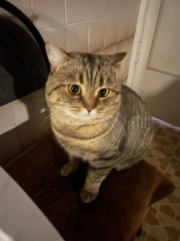 Пропал кот по кличке Виски в Волгограде - Собаки в Волгоград