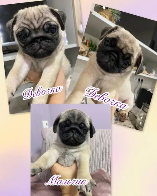 Продажа щенков мопса в Волгограде - Собаки в Волгоград