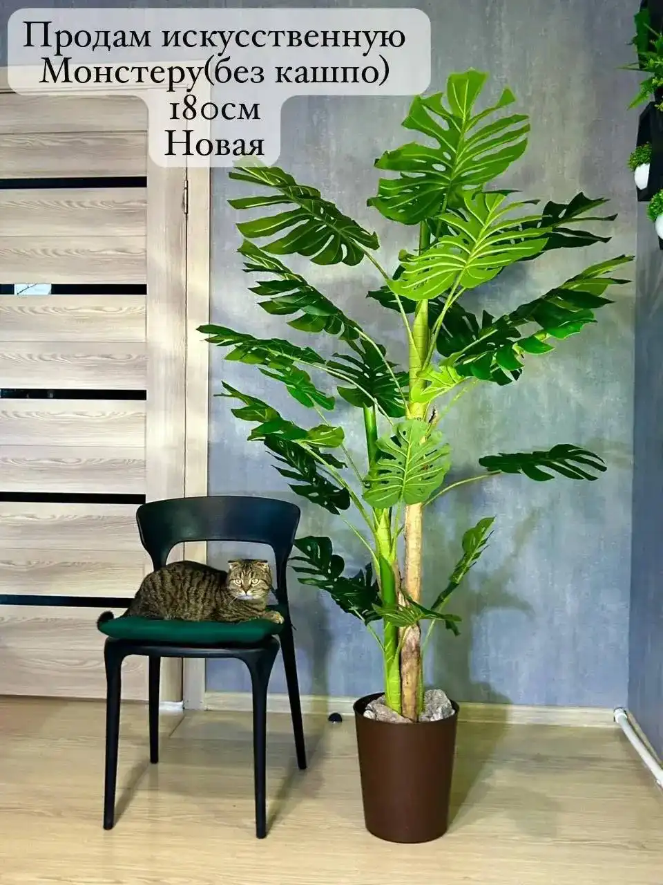 Продажа растения Монстера - Растения (Хобби и отдых) в Волгоград