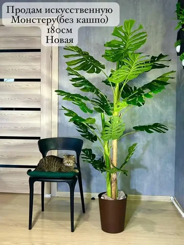 Продажа растения Монстера - Настольные игры в Волгоград