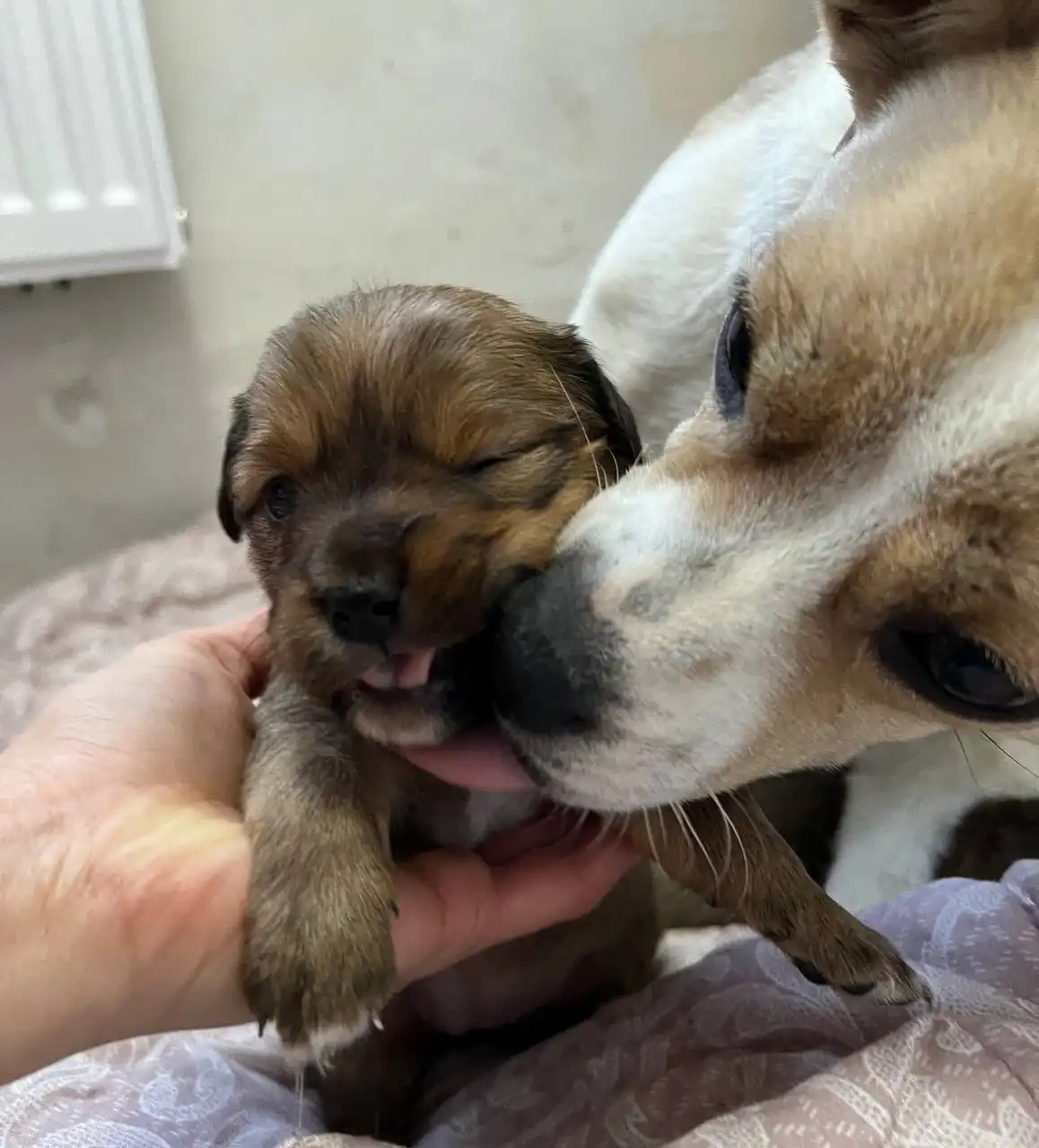 Продажа щенков от доброй матери - Собаки (Животные) в Волгоград