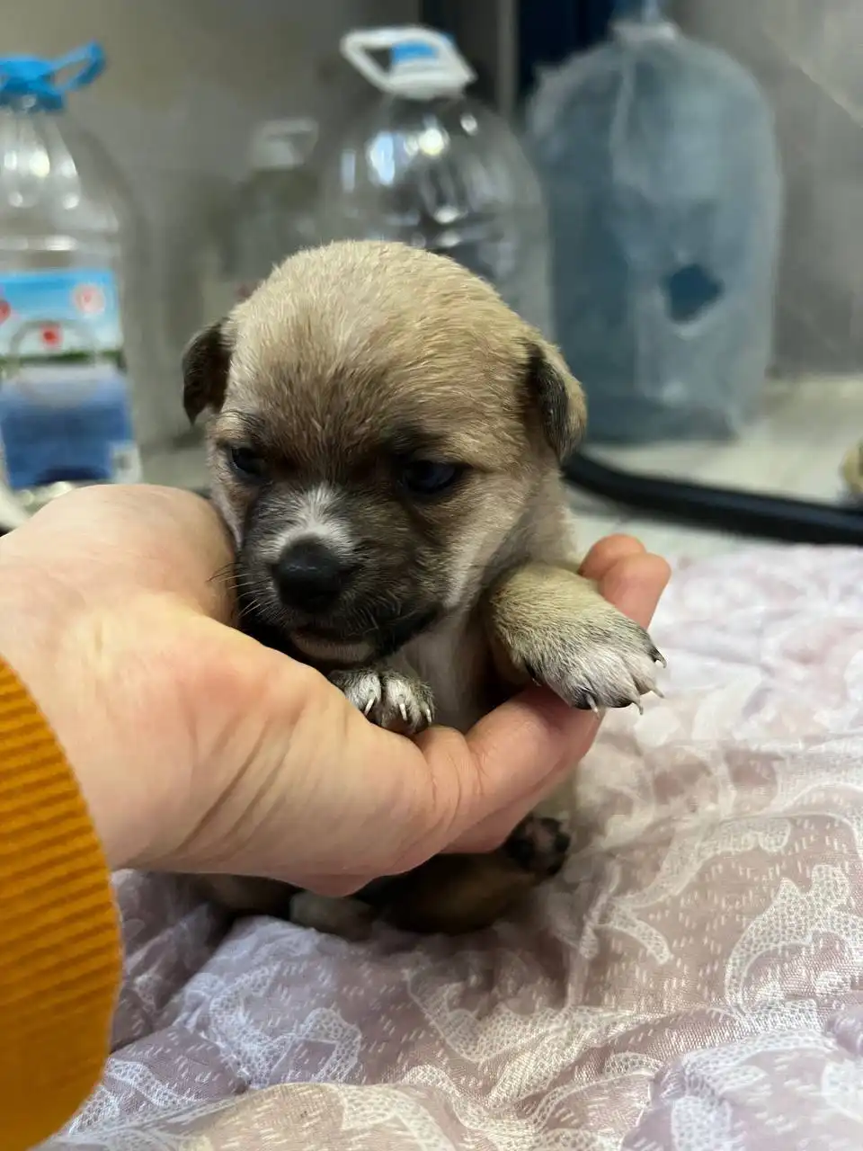 Продажа щенков от доброй матери - Собаки (Животные) в Волгоград