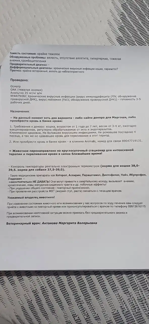Срочно требуется донор для котенка в тяжелом состоянии - Ветеринарные услуги (Животные) в Волгоград