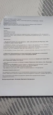 Срочно требуется донор для котенка в тяжелом состоянии - Благотворительность в Волгоград