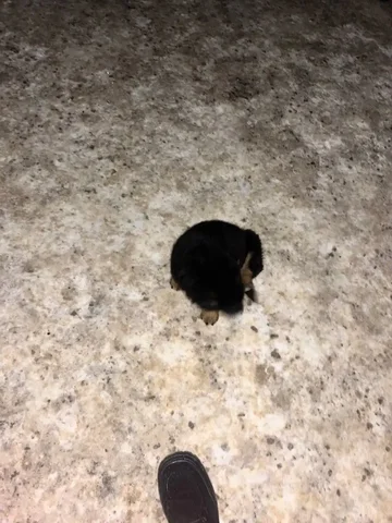 Щенок на остановке Плиева в Волгограде ищет временный приют - Благотворительность в Волгоград