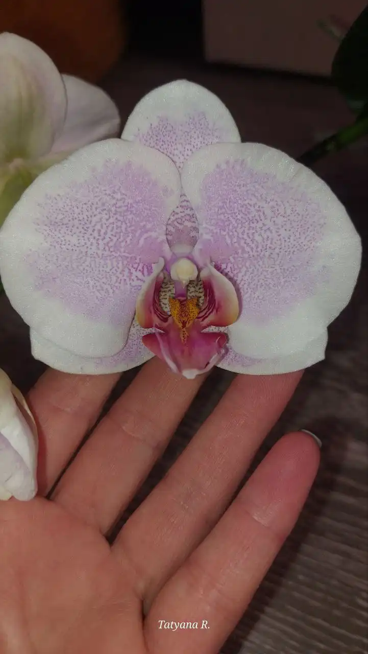 Фаленопсис Шикарный Романс классическая посадка - Растения (Животные) в Волгоград