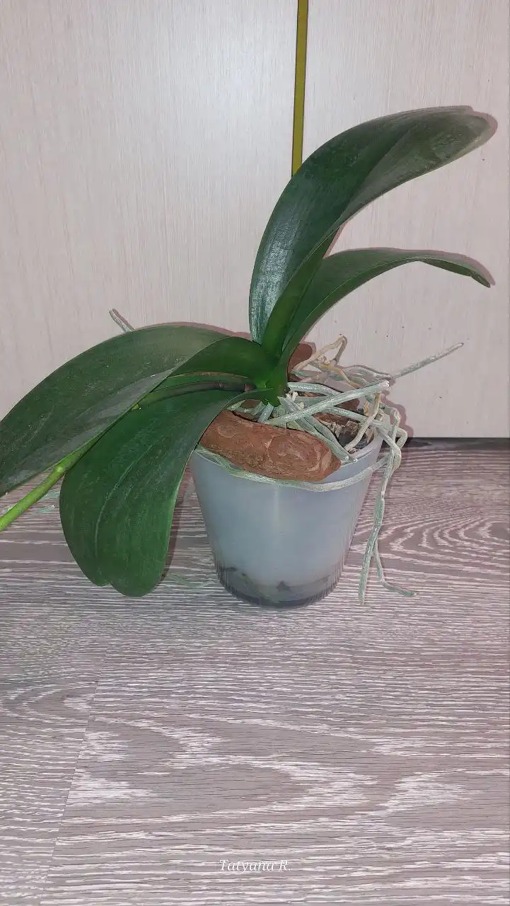 Фаленопсис Шикарный Романс классическая посадка - Растения (Животные) в Волгоград