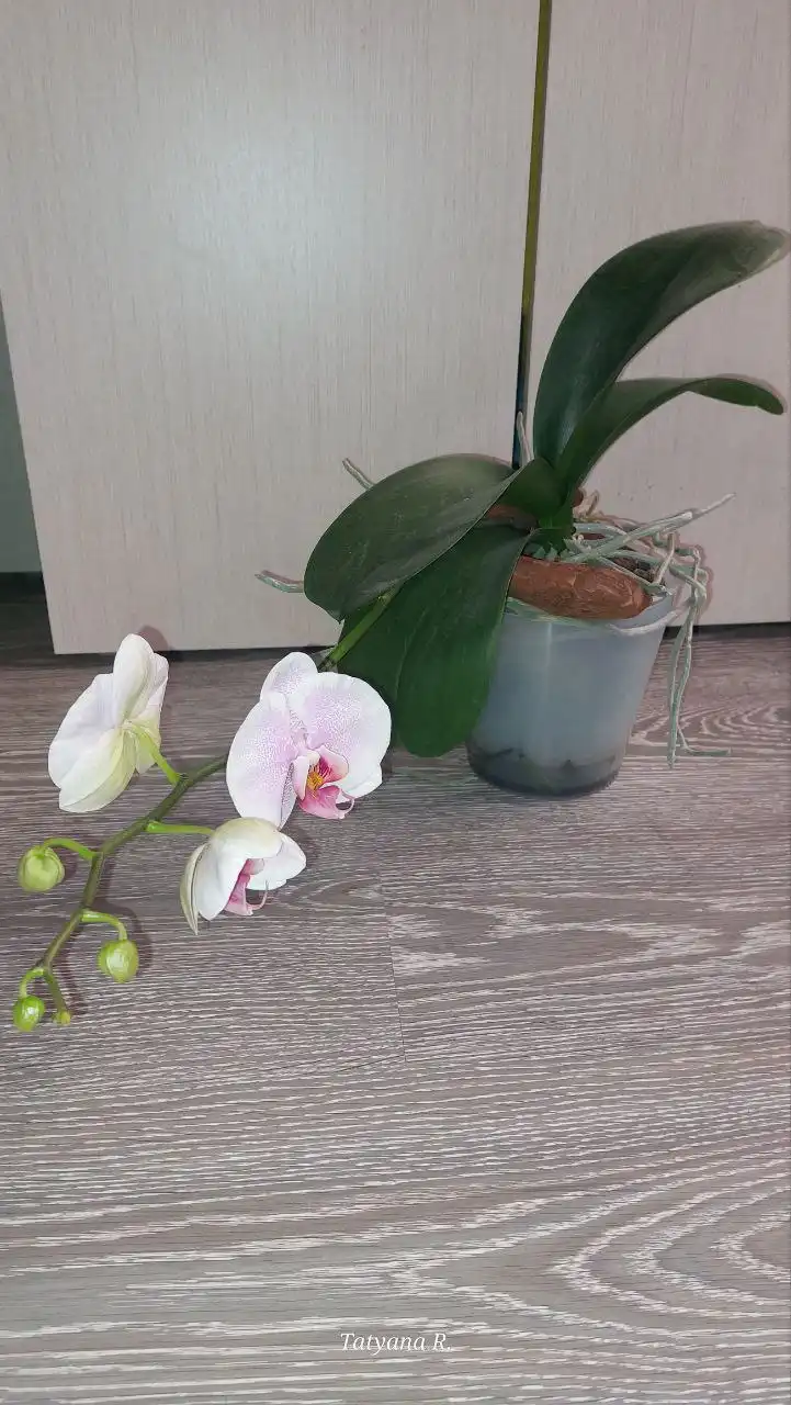 Фаленопсис Шикарный Романс классическая посадка - Растения (Животные) в Волгоград