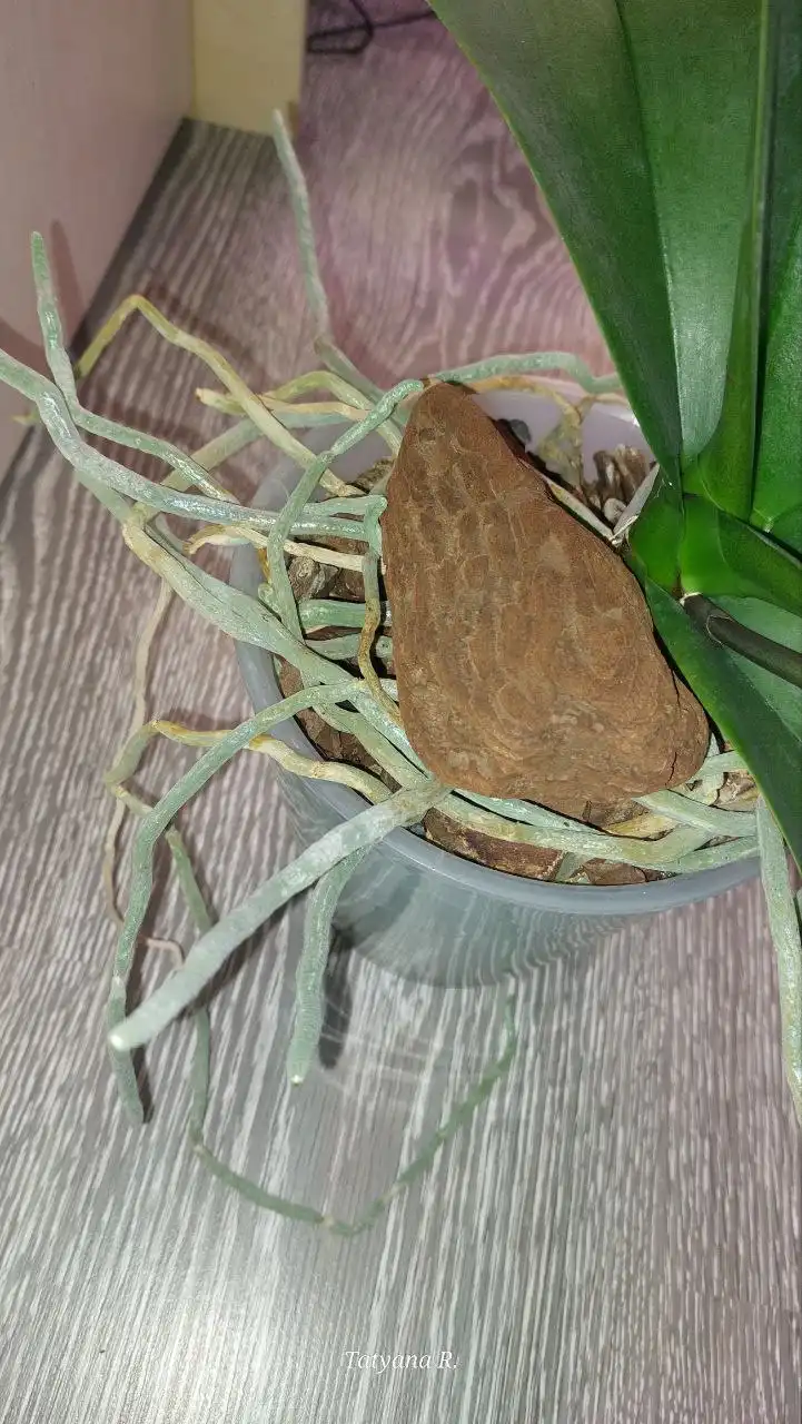 Фаленопсис Шикарный Романс классическая посадка - Растения (Животные) в Волгоград