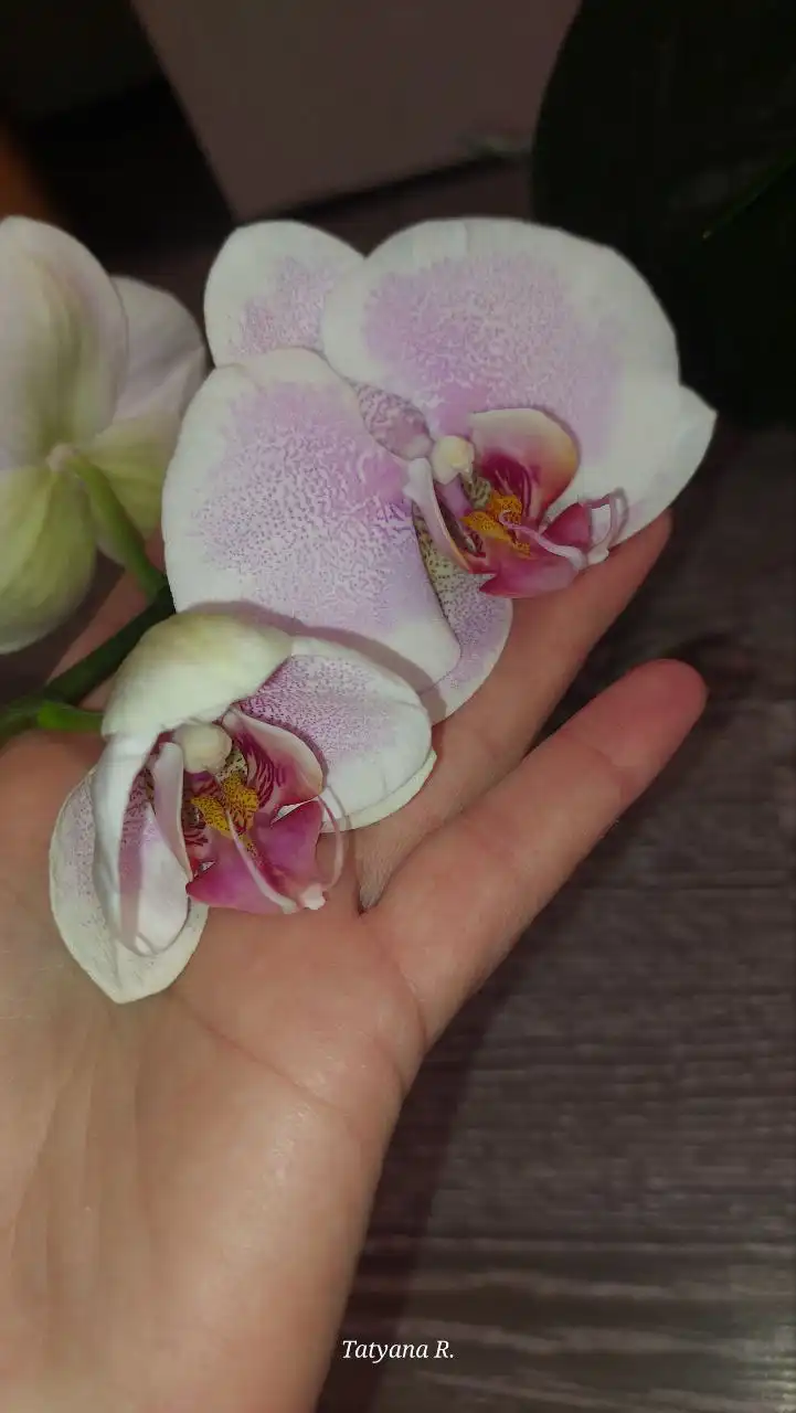 Фаленопсис Шикарный Романс классическая посадка - Растения (Животные) в Волгоград