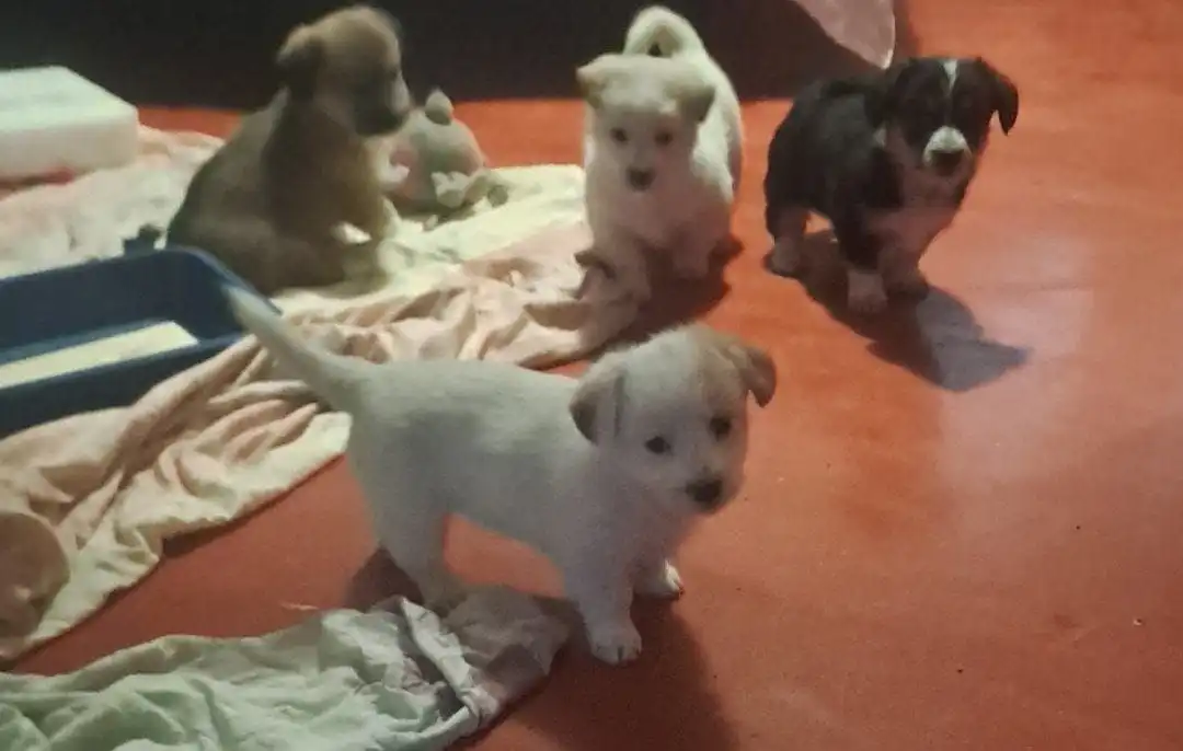 Щенки в Волгограде ищут дом - Собаки (Животные) в Волгоград