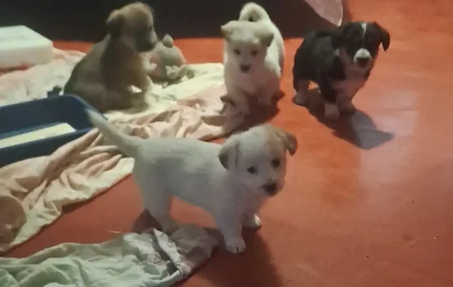 Щенки в Волгограде ищут дом - Благотворительность в Волгоград