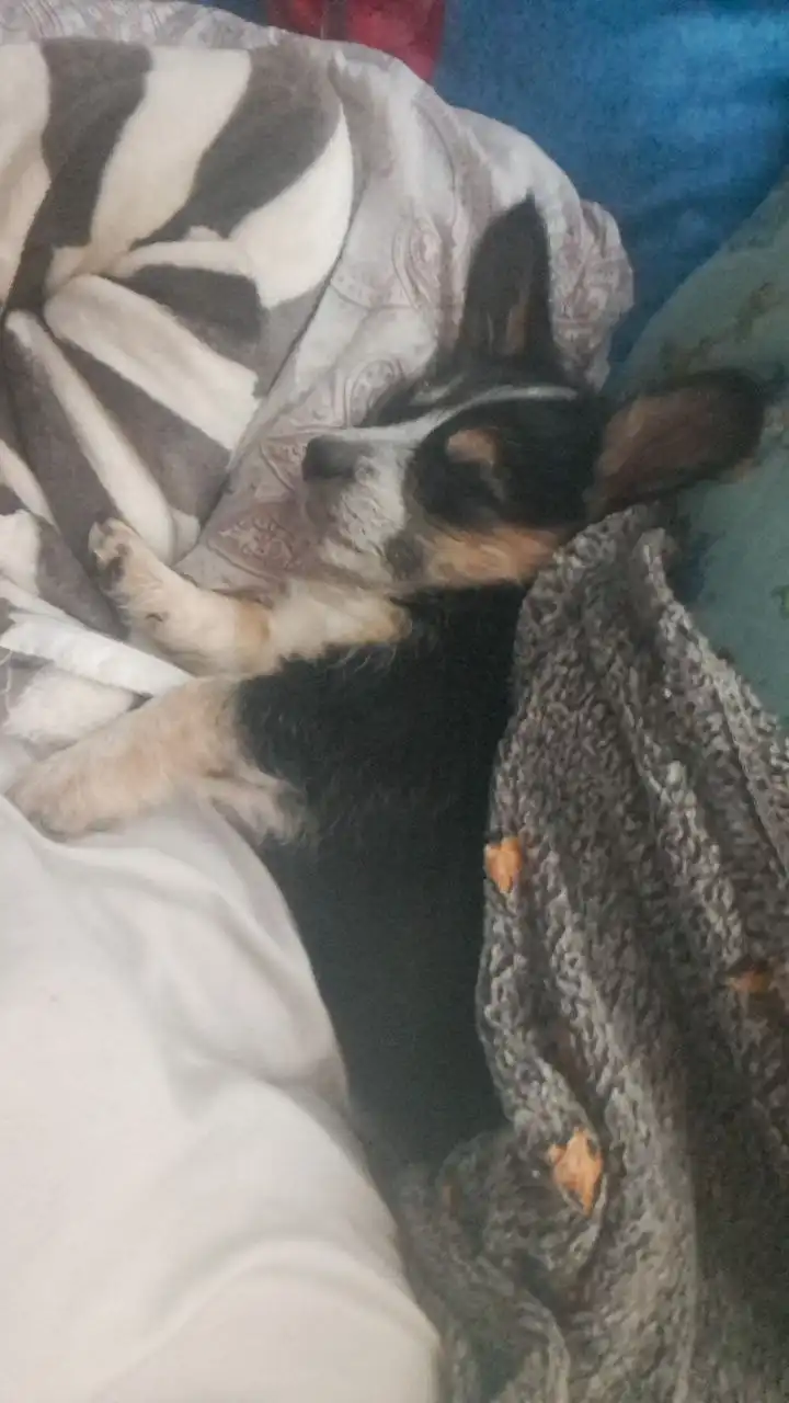 Щенки в Волгограде ищут дом - Собаки (Животные) в Волгоград