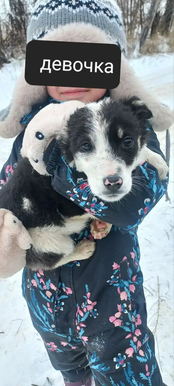 Щенки, нуждающиеся в доме - Собаки (Животные) в Волгоград