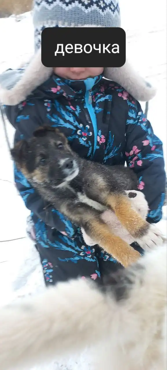 Щенки, нуждающиеся в доме - Собаки (Животные) в Волгоград