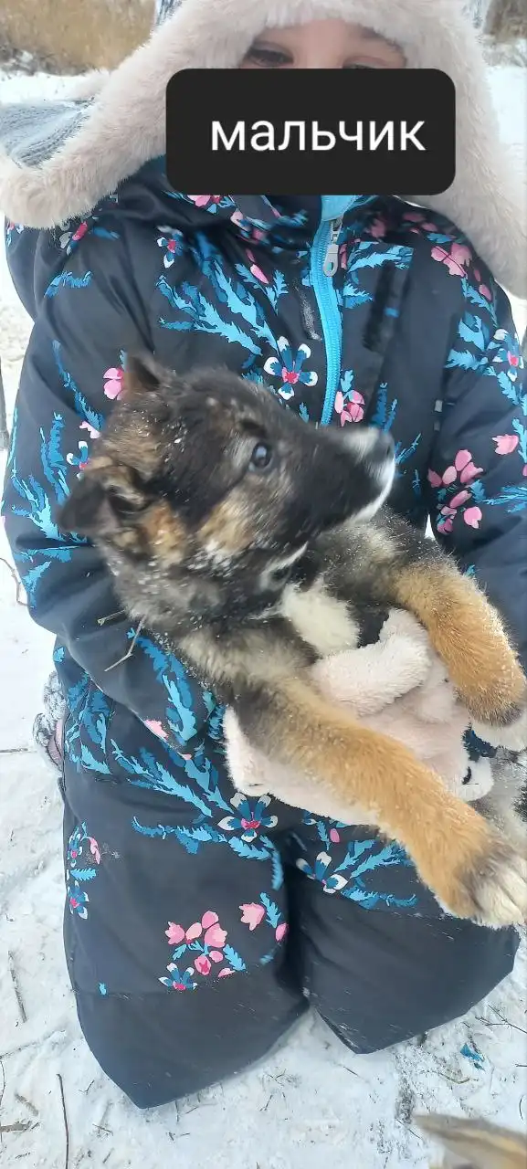 Щенки, нуждающиеся в доме - Собаки (Животные) в Волгоград