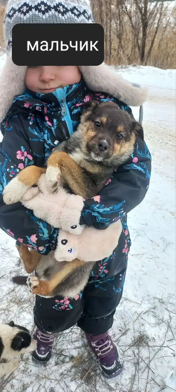 Щенки, нуждающиеся в доме - Собаки (Животные) в Волгоград