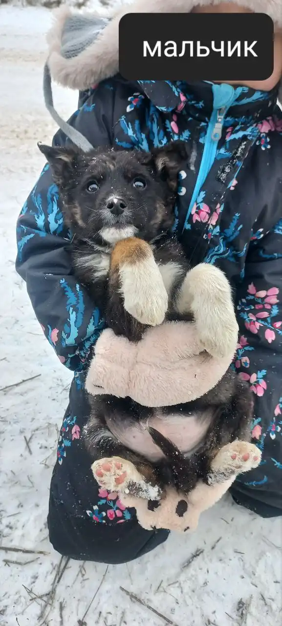 Щенки, нуждающиеся в доме - Собаки (Животные) в Волгоград