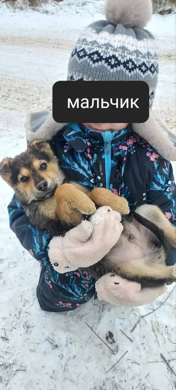 Щенки, нуждающиеся в доме - Собаки (Животные) в Волгоград