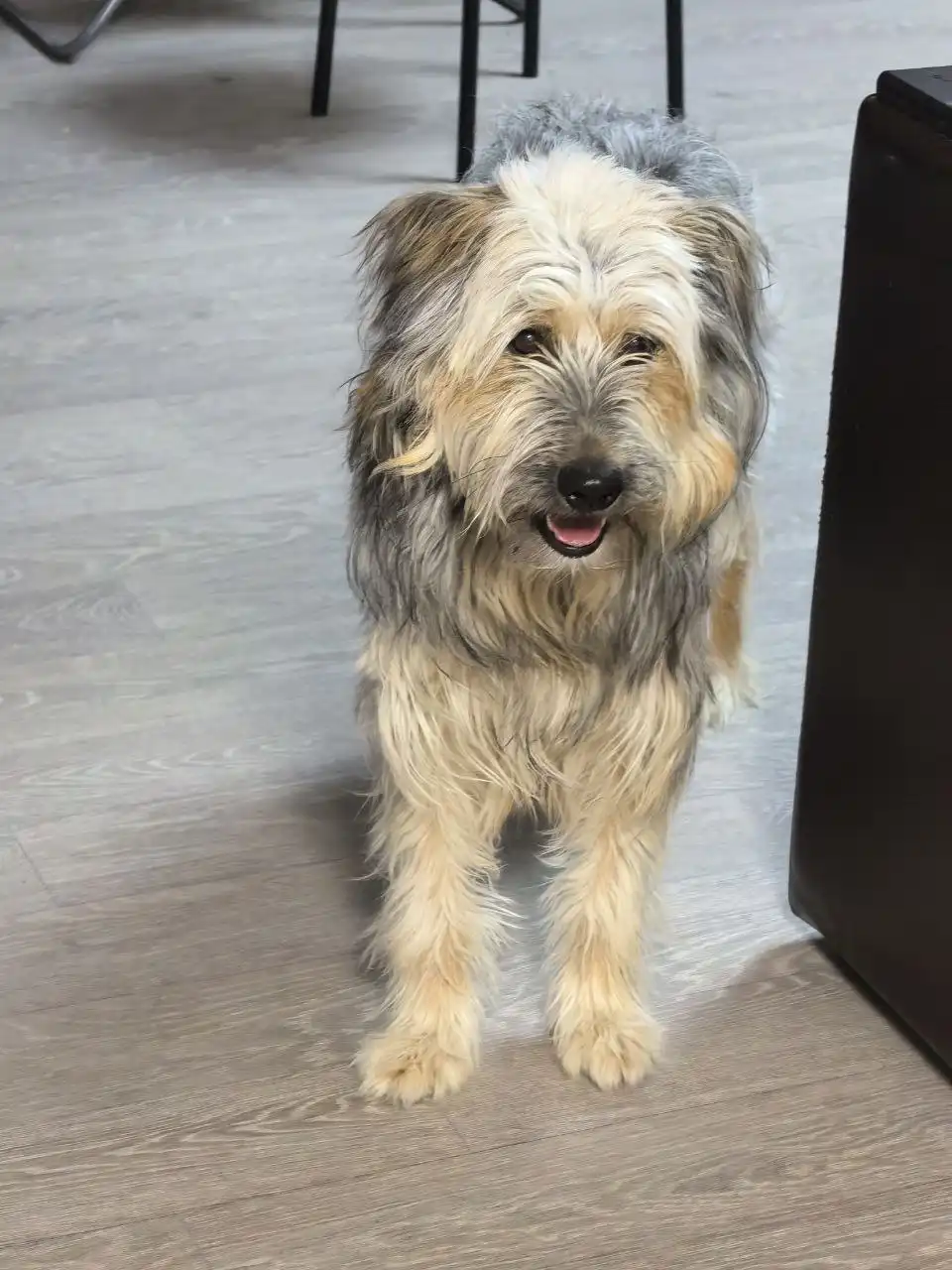 Ищем дом для собаки Линды - Собаки (Животные) в Волгоград