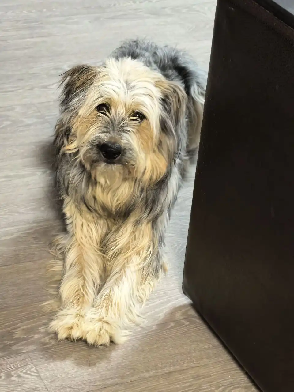 Ищу дом для собаки Линды - Собаки (Животные) в Волгоград