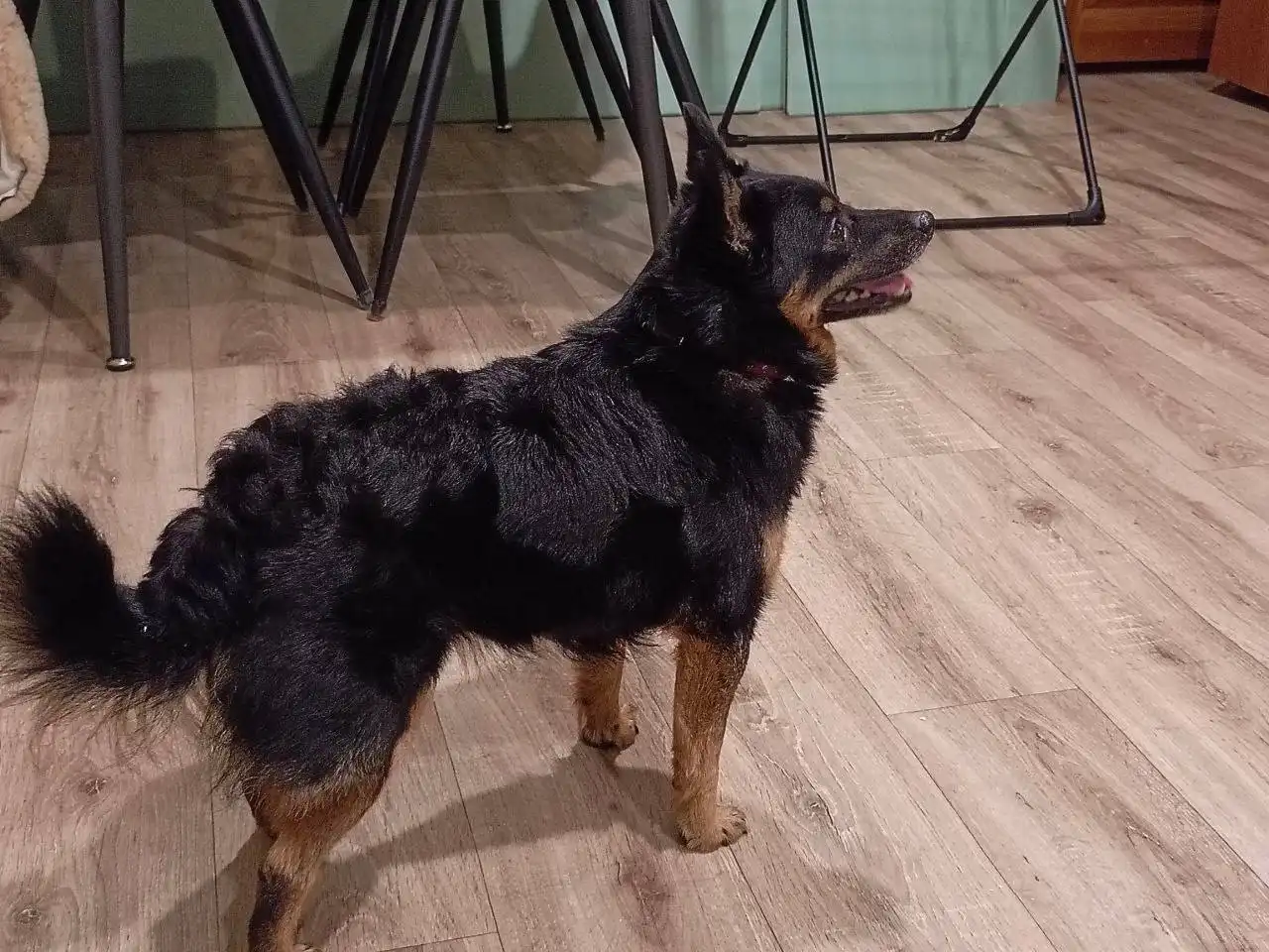 Найдена собака девочка с розовым ошейником - Собаки (Животные) в Волгоград