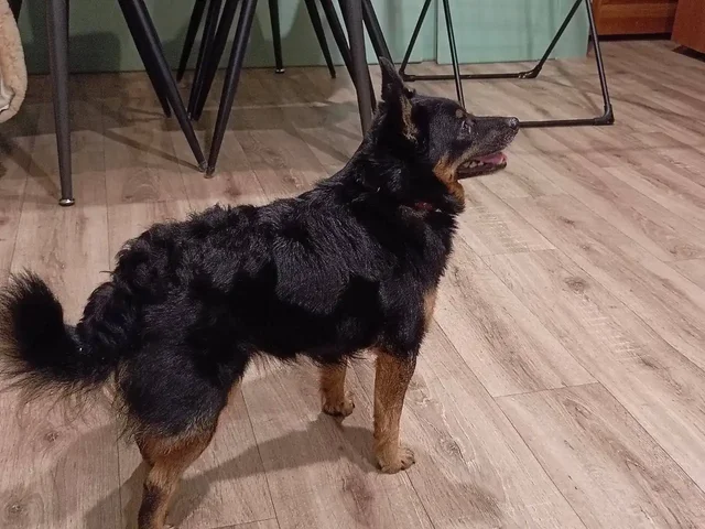 Найдена собака девочка с розовым ошейником - Благотворительность в Волгоград